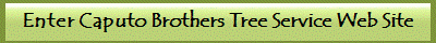 Enter Caputo Brothers Tree Service Web Site